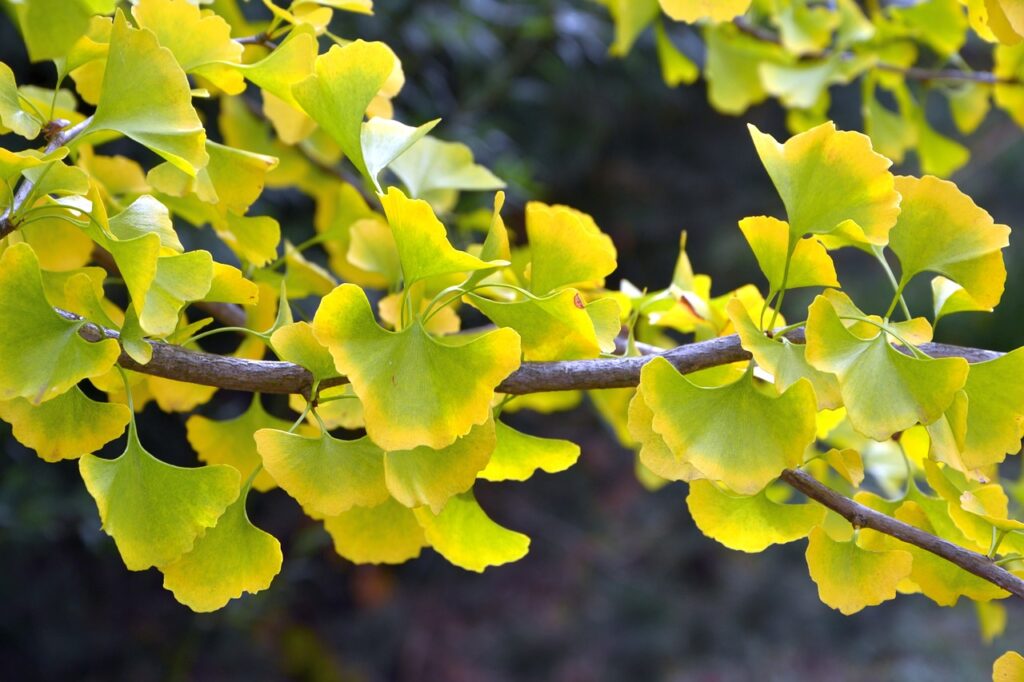 Ginkgo Encora